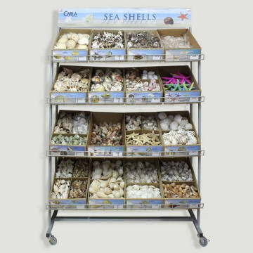 SEA SHELLS.  Expositor con...