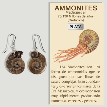 AMMONITES. Large silver...