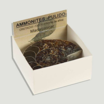 Boîte 4x4 - Ammonites...