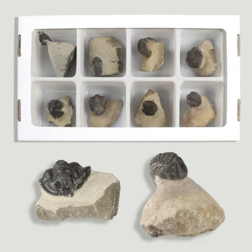 Phacop, Leonaspis and Metacanthina trilobite. (Al8).