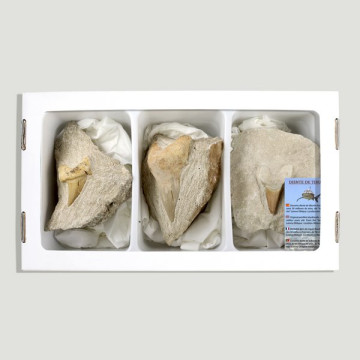 Fossil Shark tooth on matrix. (Al3).