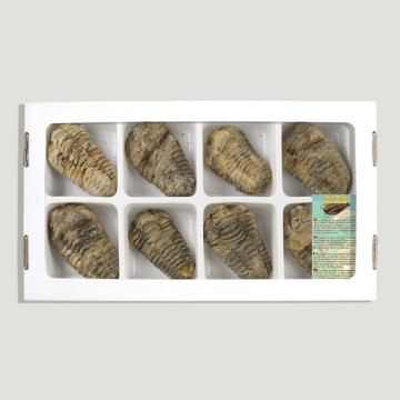 Trilobite Calymene 5-6cm aprox. (Al8).