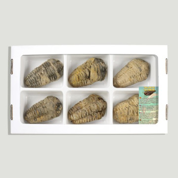 Trilobite Calymene 6-7cm aprox. (Al6). 