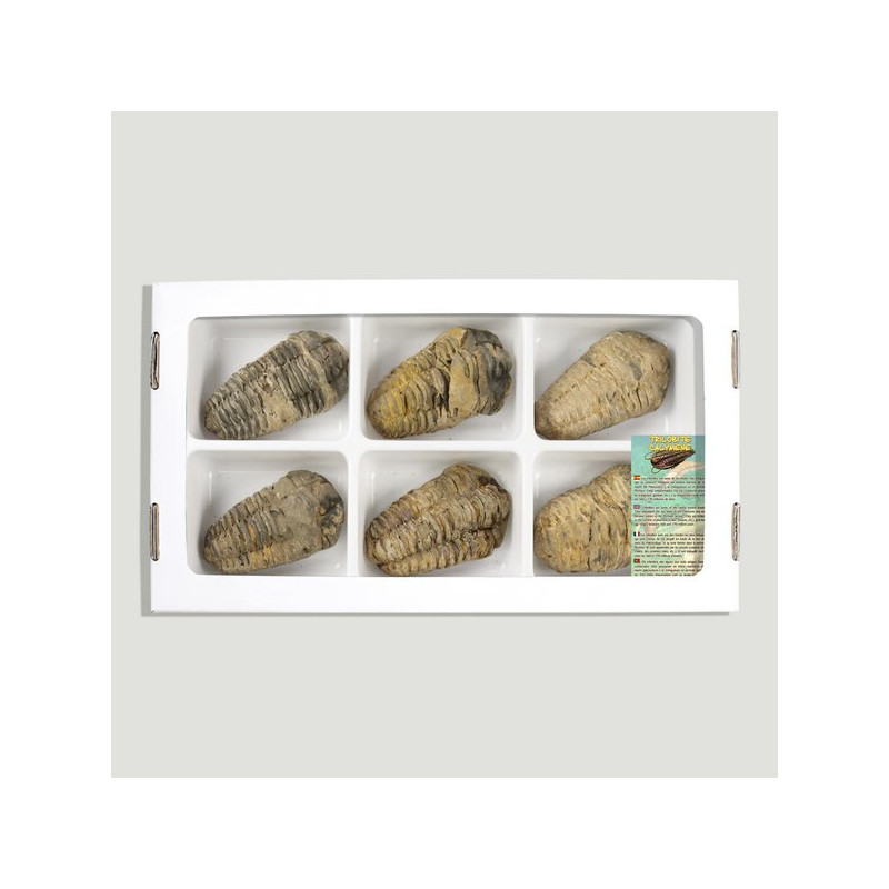 Trilobite Calymene 6-7cm aprox. (Al6). Trilobite Calymene 6-7cm aprox. (Al6).