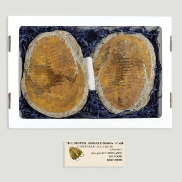 Andalusian trilobites. Negative positive pair. 25x20cm approx.