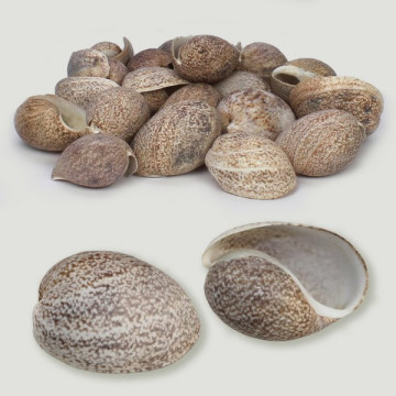 Bulla ampulla natural surtidas. Precio x Kg. 