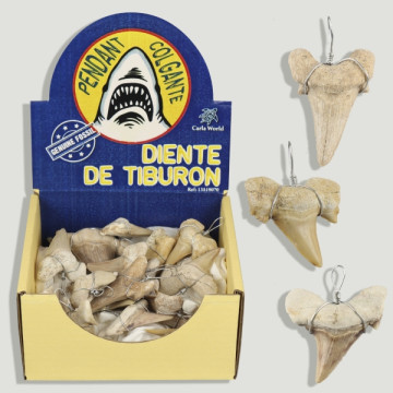 Dent de requin. Pendentif fossile.