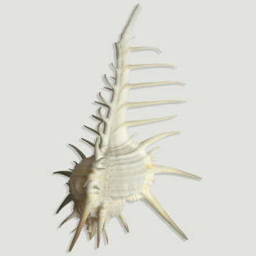 Murex nigrispinosus. 11cm
