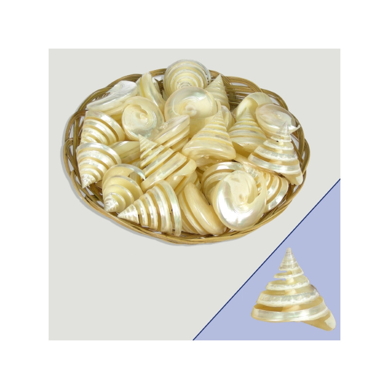 Basket Trochus fem skeleton 6cm (30 units) Basket Trochus fem skeleton 6cm (30 units)