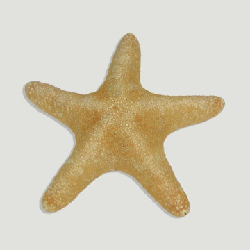 Natural smooth Jungle sea star. +20cm