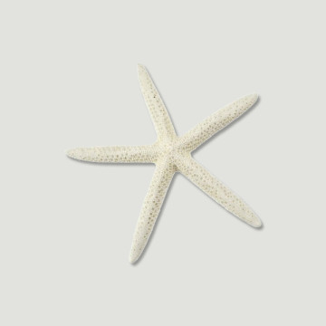 White-tipped sea star. 8-10cm