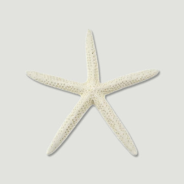 Estrella Mar puntas blanca. 16-19cm