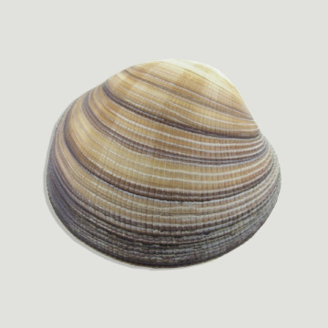 Codakia maxima. 10cm
