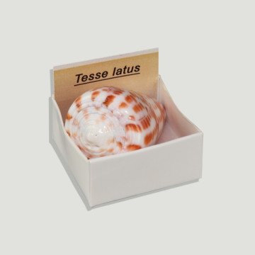 4x4 Box – Tesse Latus.