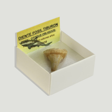 4x4 Box – Shark Tooth – Morocco.