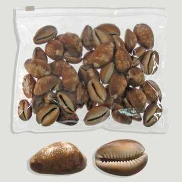 Cypraea caputserpentis pack...