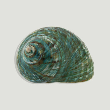 Turbo burgues pulido 10cm aprox