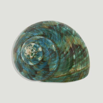 Turbo burges polished 7-8cm...