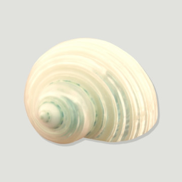 Turbo Silver mouth pearl...