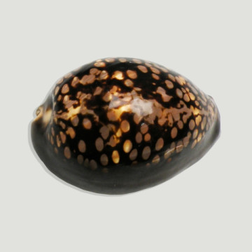 Cypraea mauritânia 7,5 cm