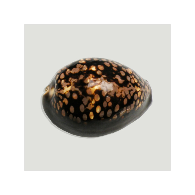Cypraea mauritania 7,5cm Cypraea mauritania 7,5cm