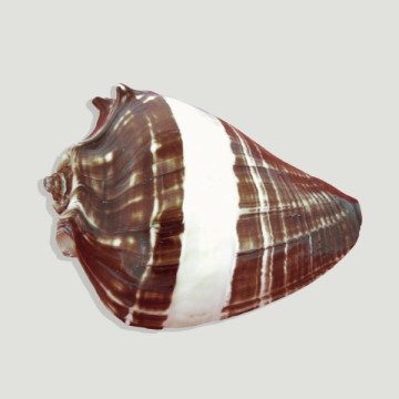 Melongena banded patula +11cm