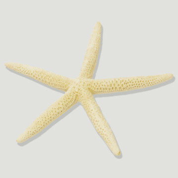 Estrella Mar punta natural 15-20cm aprox.