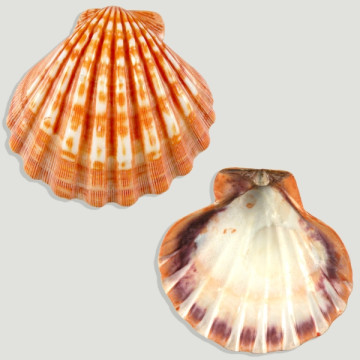 Lyropecten subnodobus...