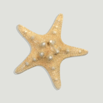 Estrella de Mar nudosa natural mini. 4-6cm
