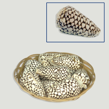 Conus marmoreus +7cm 10u