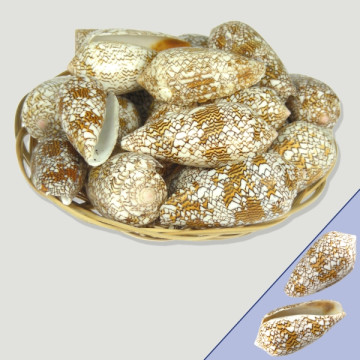 Basket of shells and flat...