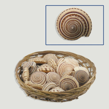 Shells in a valve 13-15cm