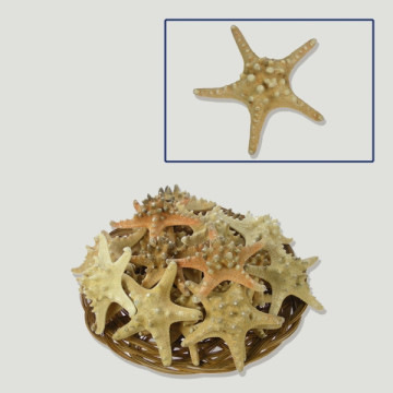 Natural starfish 10cm 25u