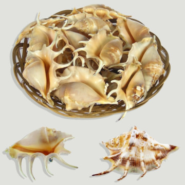 Basket shells and starfish...