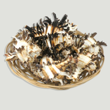 Murex indivia +8cm cesta15u