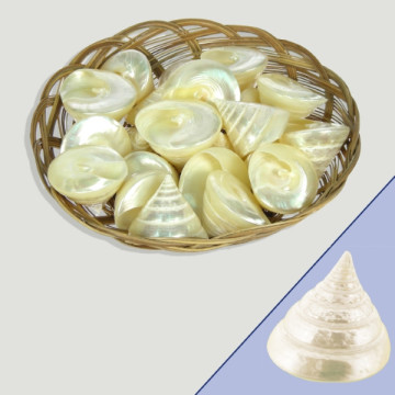 Tectus pyramis 5-6cm CESTA  20uds