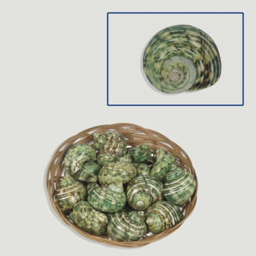 Turbo argyrostoma verde natural +6cm  20u