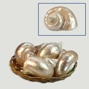 Turbo Burges perlada 8-9cm (CESTA 5uds)