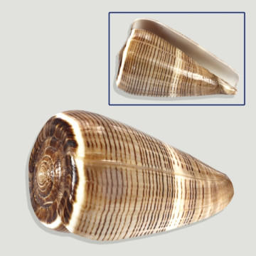 Conus Figulinus polished. +7cm.