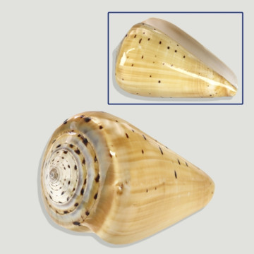 Conus betulinus poli. +10cm.