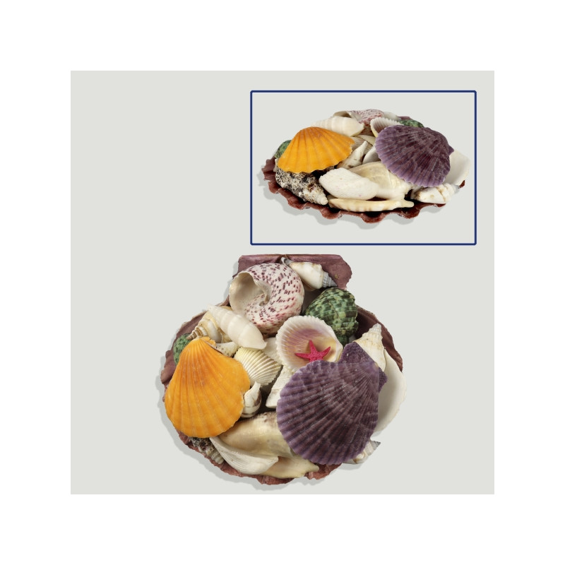Lyropecten with shells and flat star. 13cm approx. Lyropecten with shells and flat star. 13cm approx.