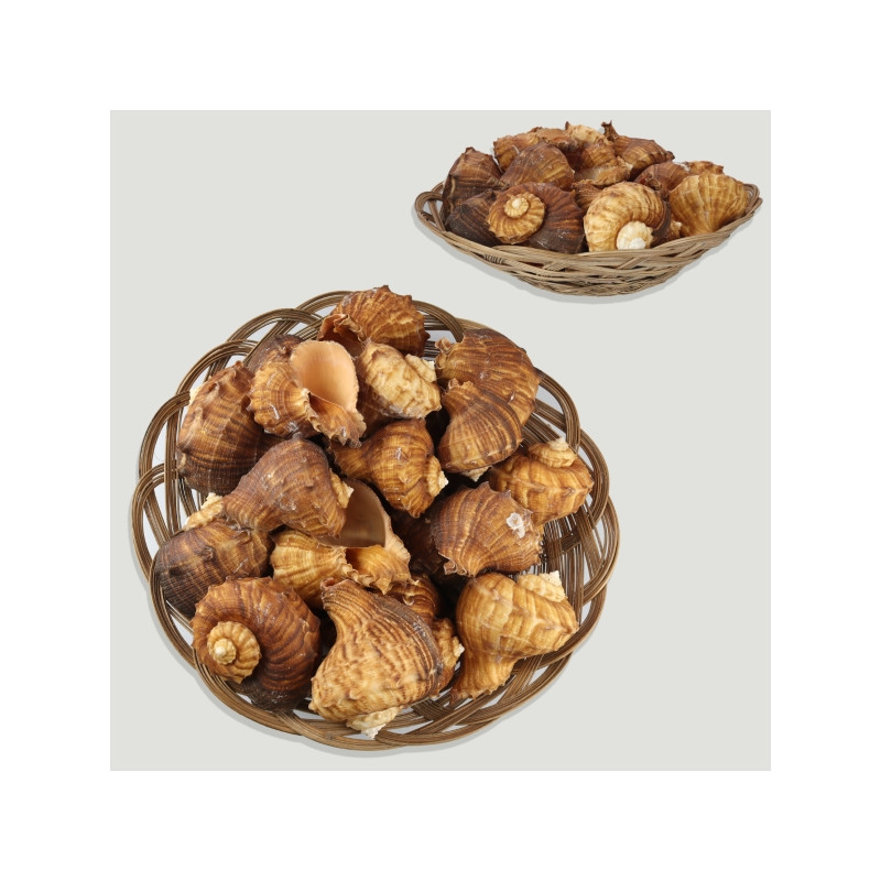 Basket Rapana rapaformis. 8cm arox. (20 units) Basket Rapana rapaformis. 8cm arox. (20 units)