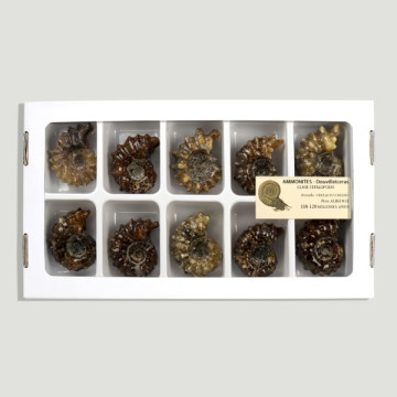 Douvilleiceras Ammonites (Al10).