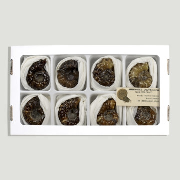 Ammonites Douvilleiceras (Al8).