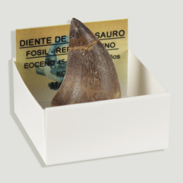 4x4 Box – Mosasauro XL Tooth – Morocco.