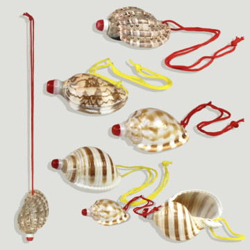 Set No. 04 – Assorted conch...