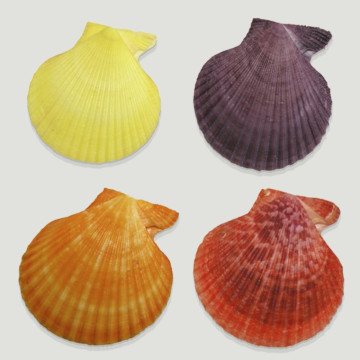 Set No. 10 – Concha Pecten...