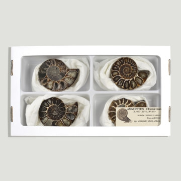 Polished Ammonites Fossil 6-7cm- (Al4)