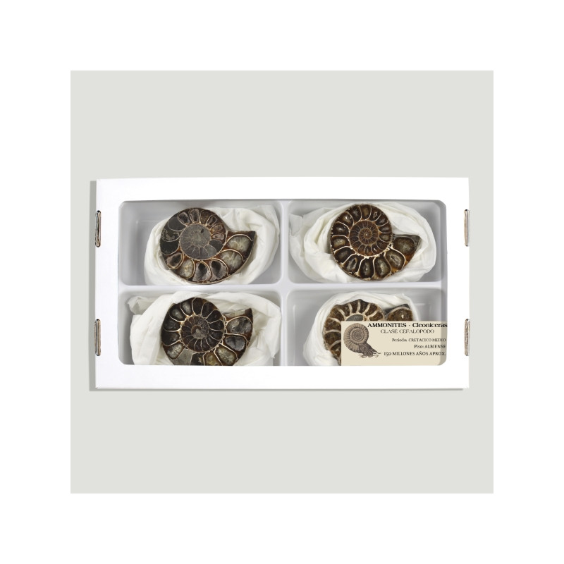Polished Ammonites Fossil 6-7cm- (Al4)