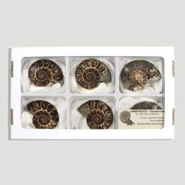 Fossil Ammonites polished 6-6,5cm (Al6)